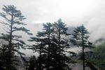 海螺沟森林  海螺沟风景