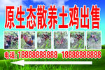 原生态散养土鸡出售门头广告