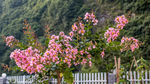 紫薇花