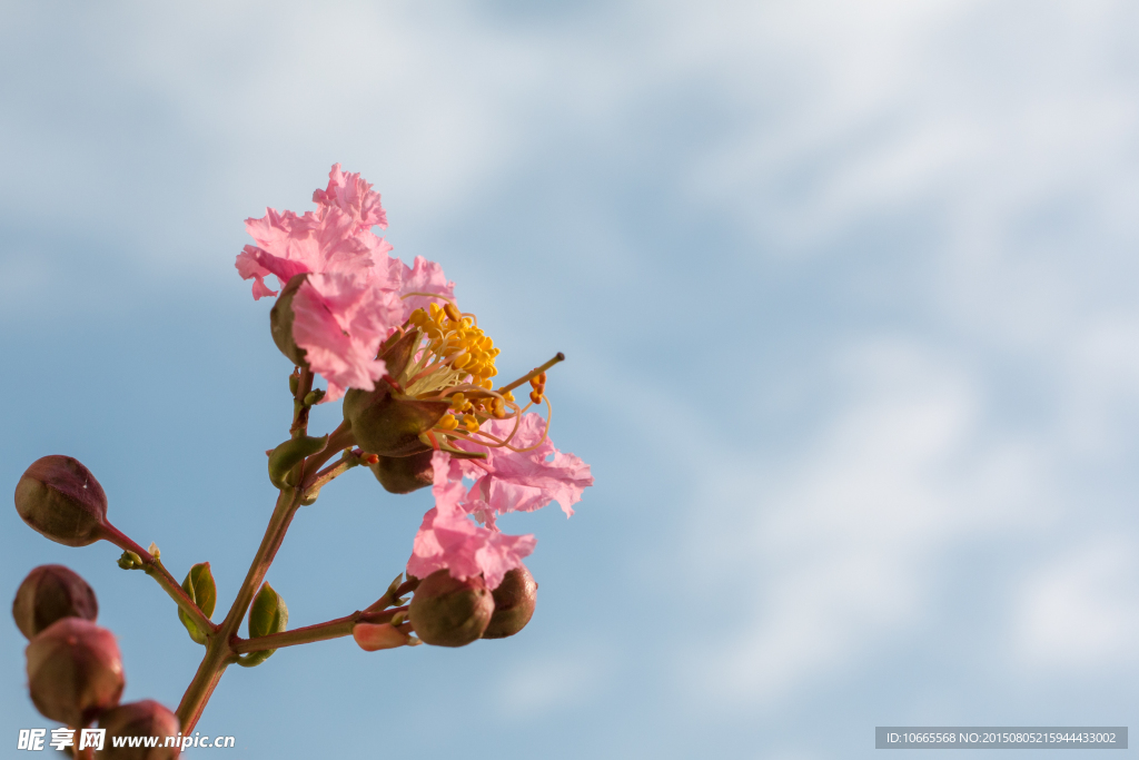 紫薇花