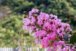 紫薇花