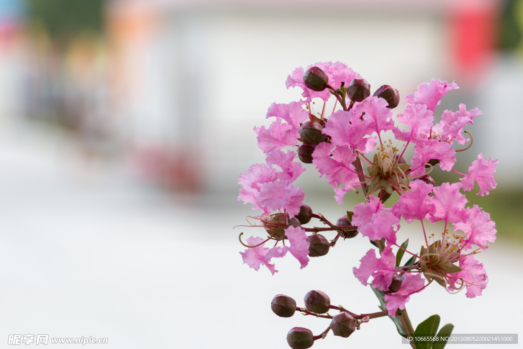 紫薇花