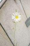 菊花瓣蒲公英