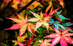 多彩秋天