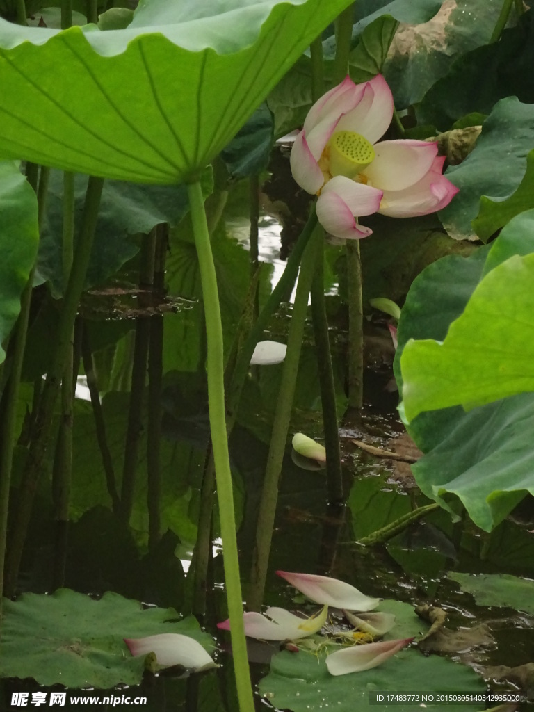 荷花