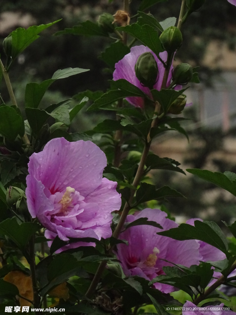 木槿花