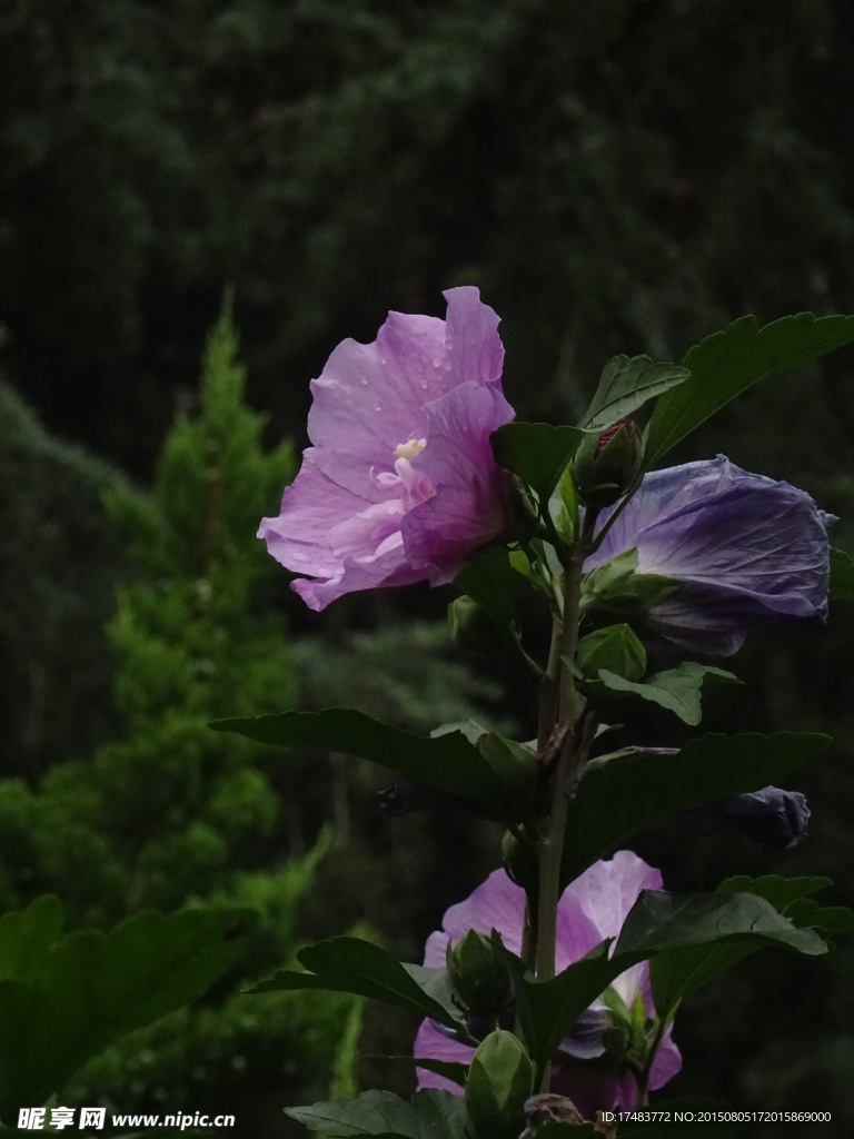 木槿花