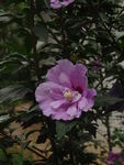 木槿花