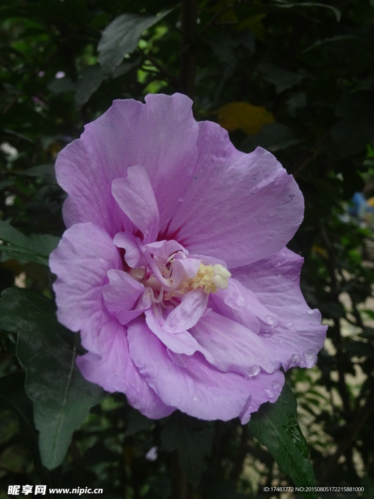 木槿花