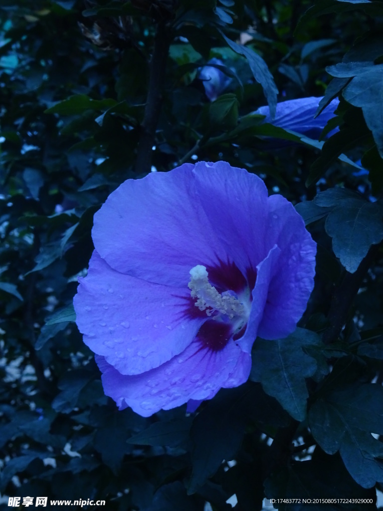 木槿花