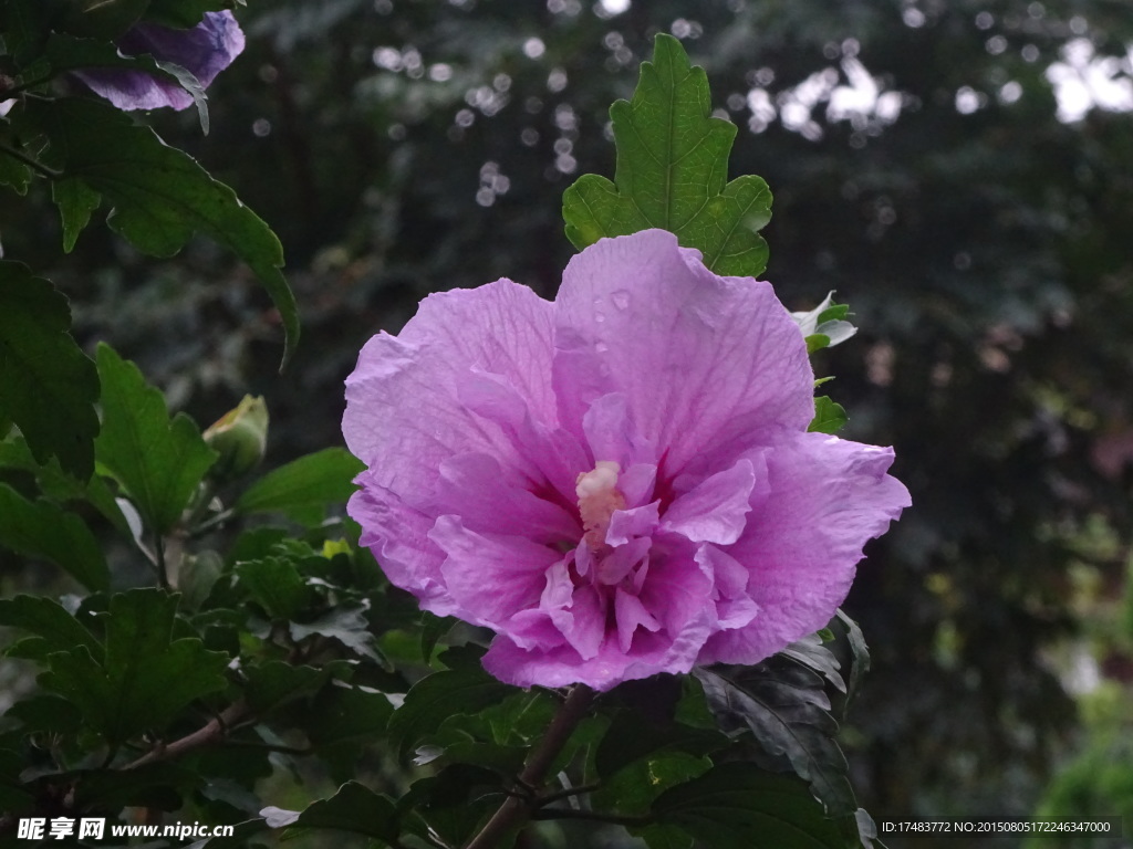 木槿花