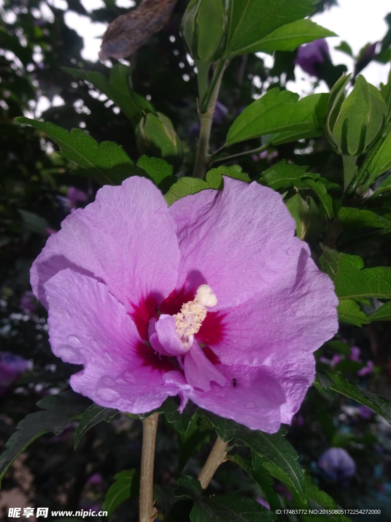 木槿花