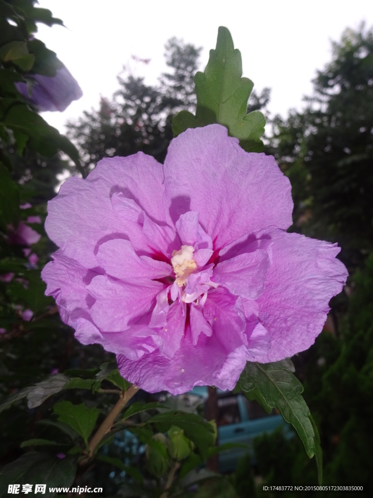 木槿花