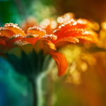 橙色鲜花