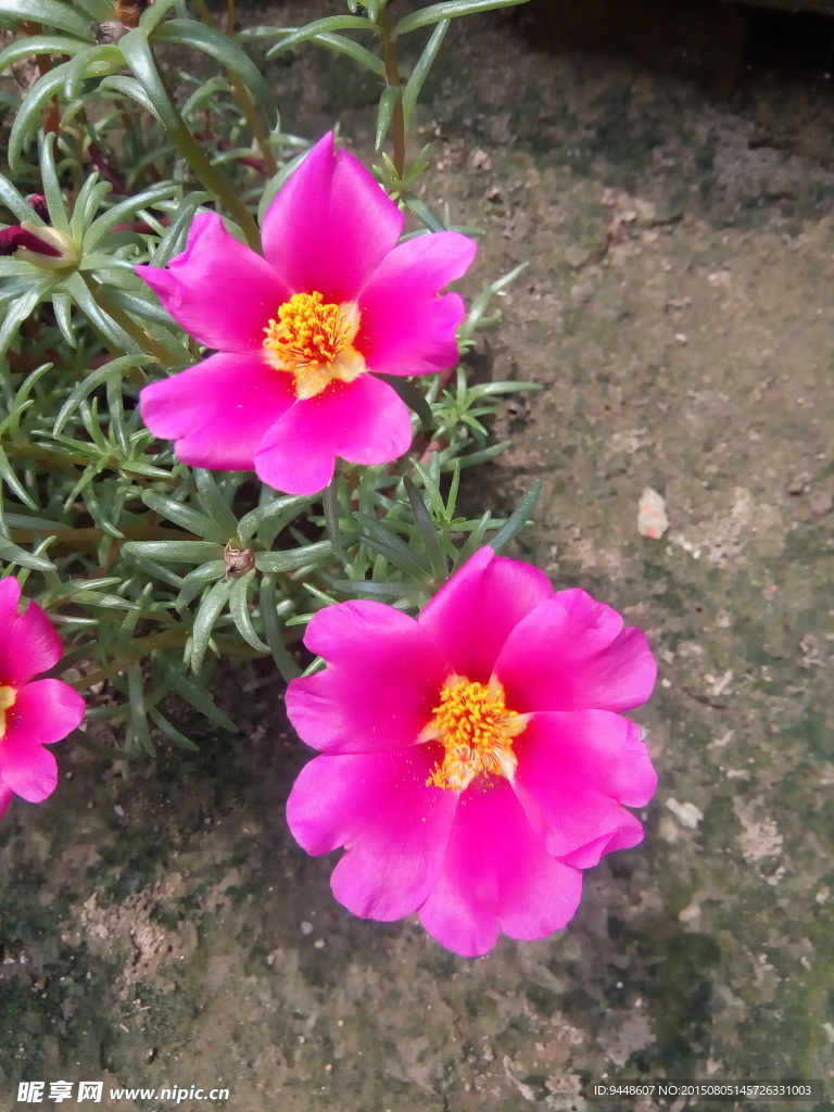 太阳花