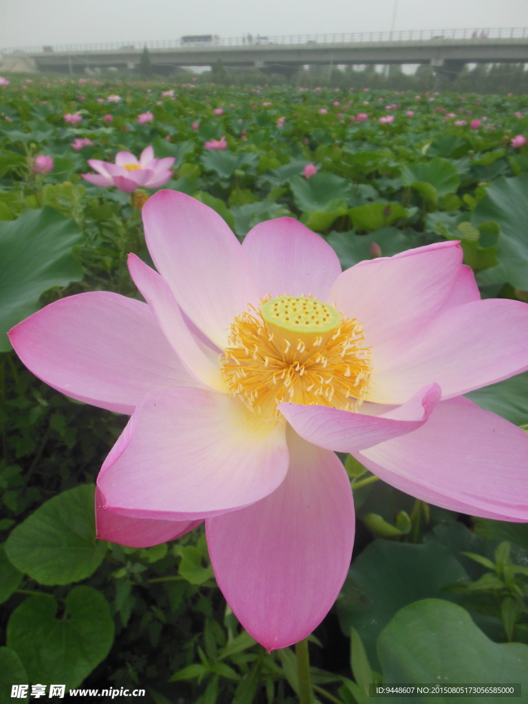 荷花