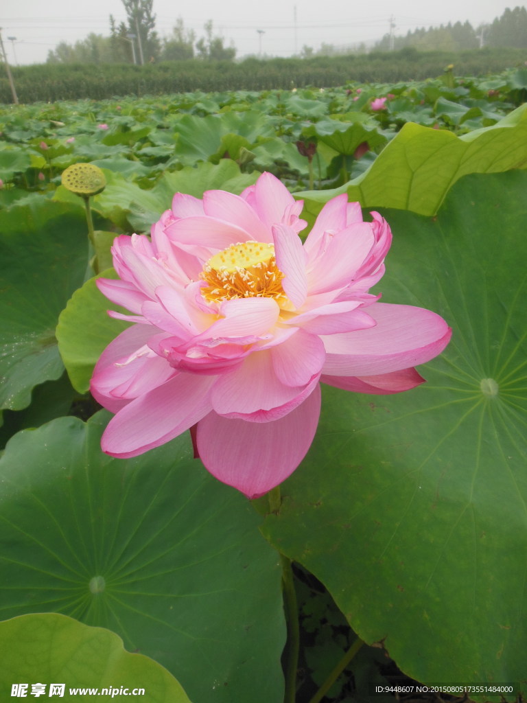 荷花