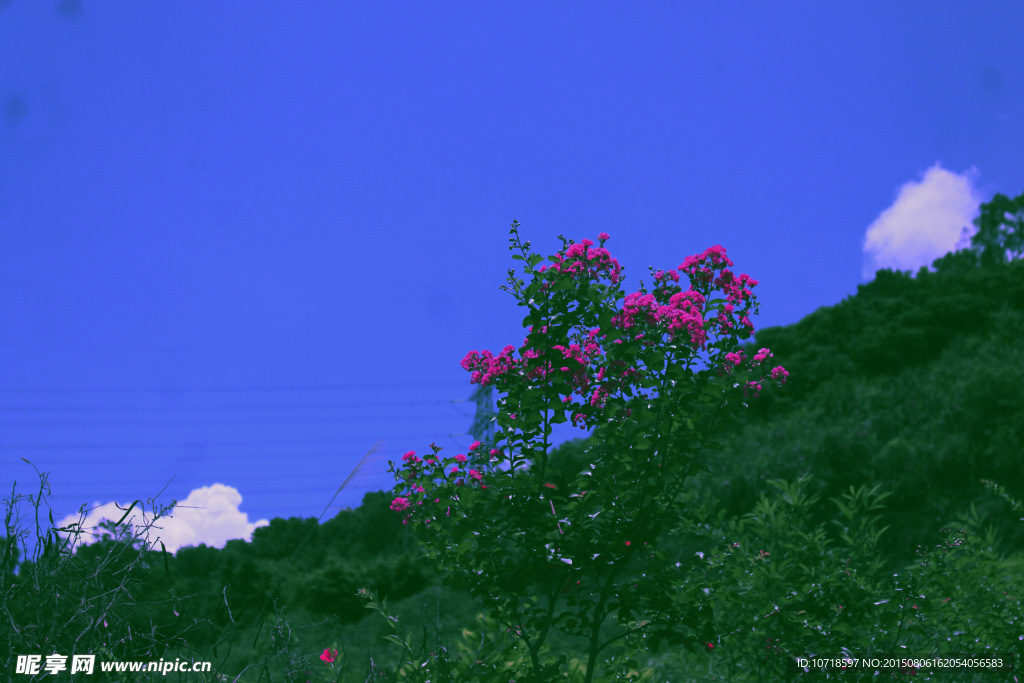 映山红
