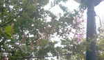 紫薇花树