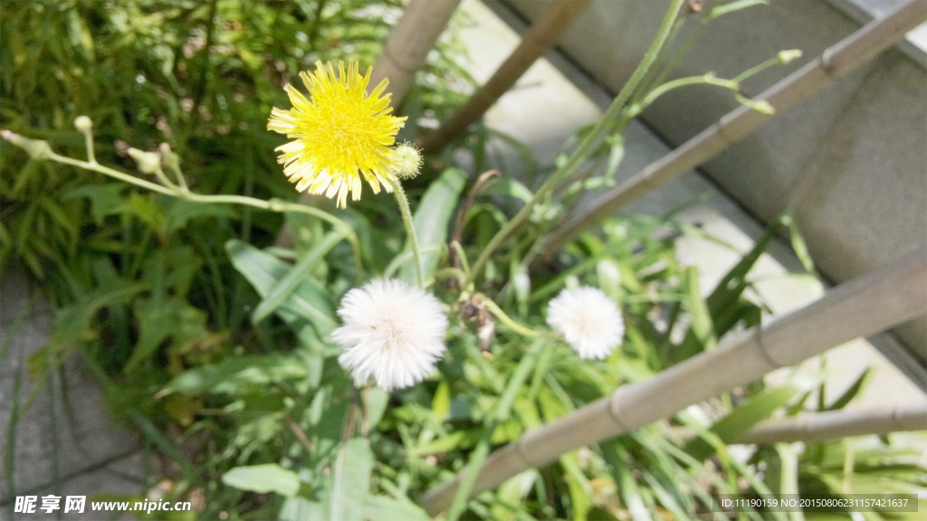 蒲公英
