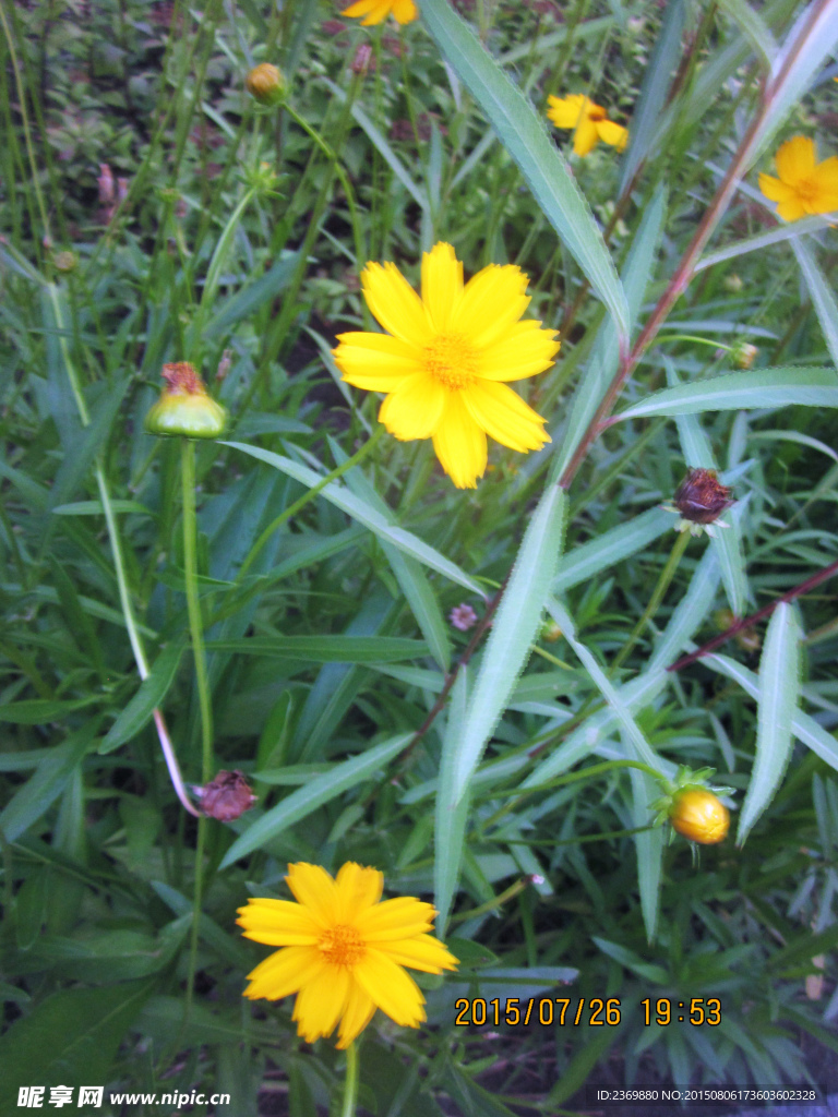 小花