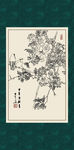 白描月季