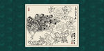白描月季