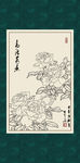 白描月季