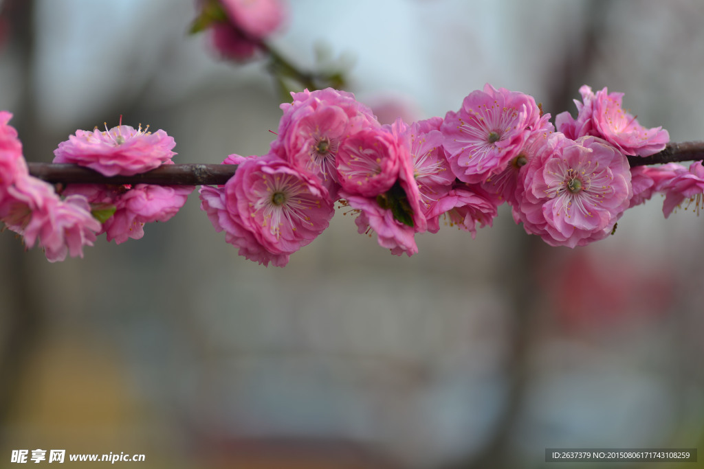 桃花