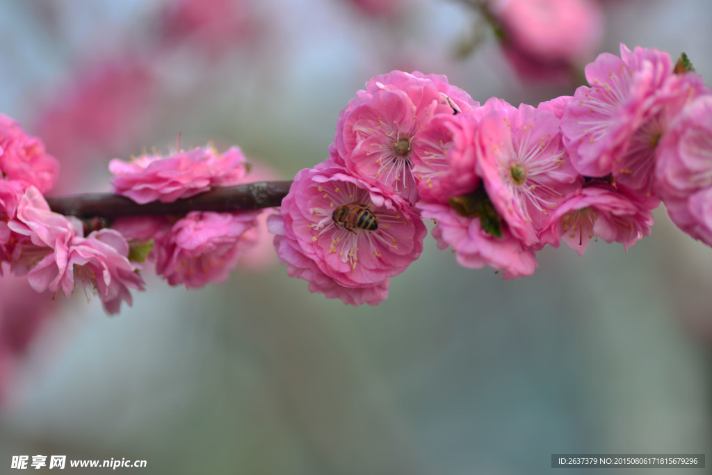 桃花