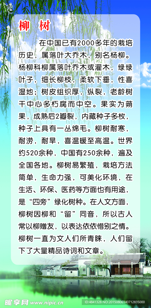 柳树