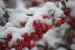 白雪