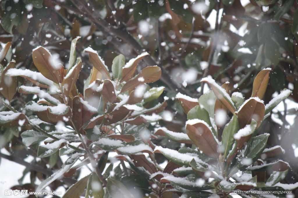 雪中的玉兰