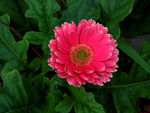 菊