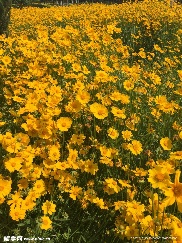小黄花