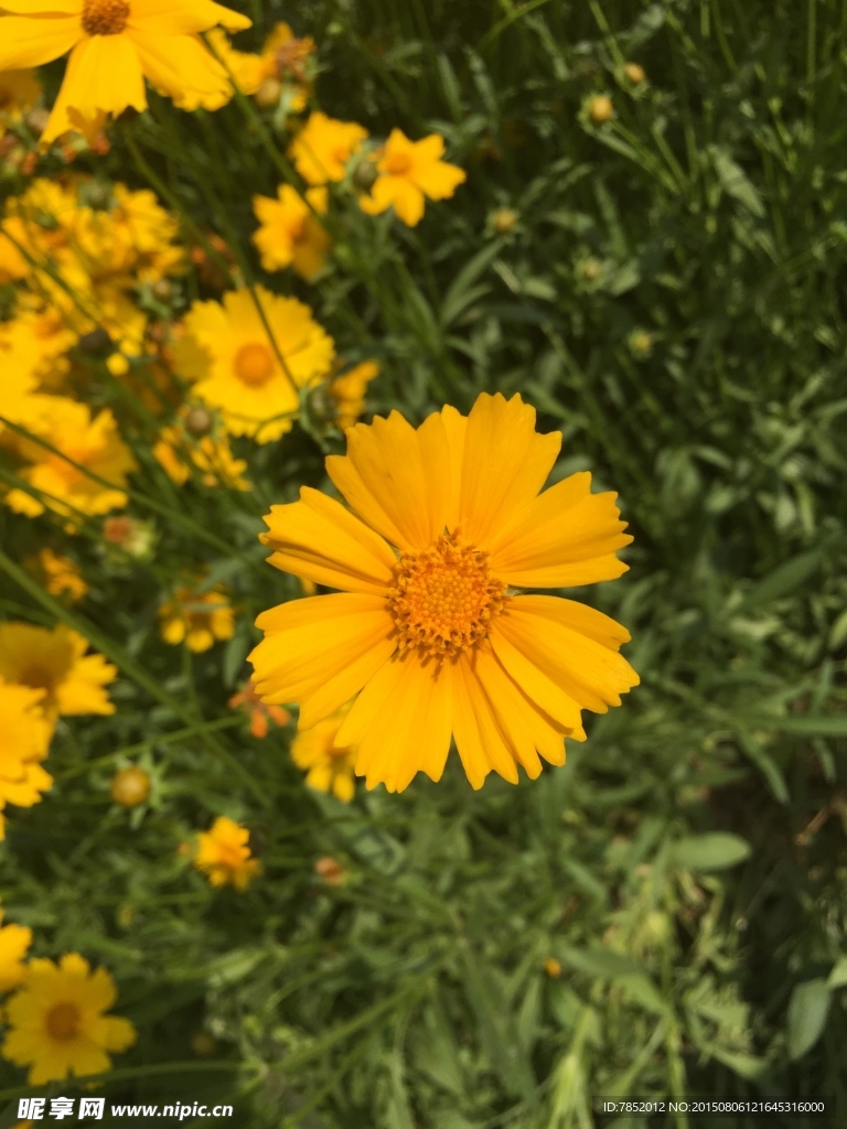 小黄花