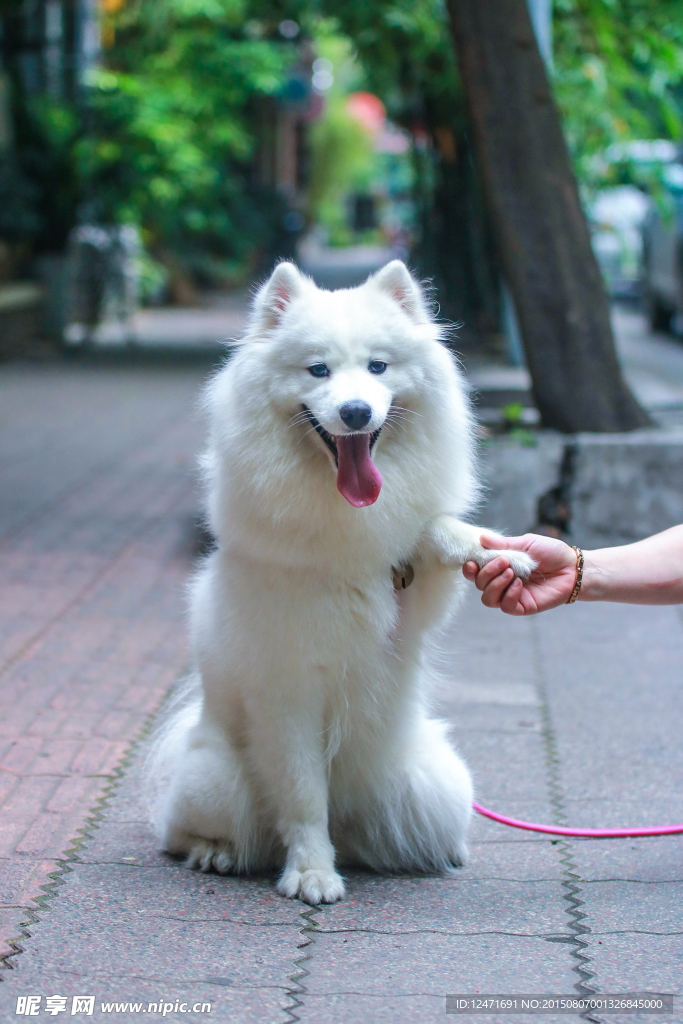 握手的萨摩耶犬