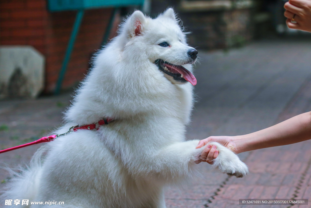 握手的萨摩耶犬