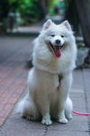 萨摩耶犬