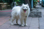 萨摩耶犬