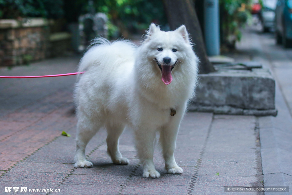 萨摩耶犬