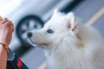 萨摩耶犬