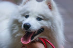 萨摩耶犬