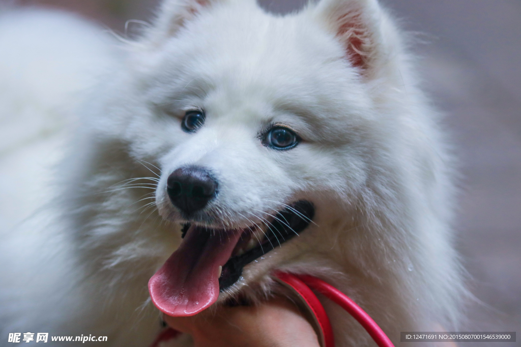 萨摩耶犬