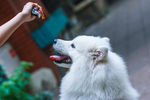 萨摩耶犬