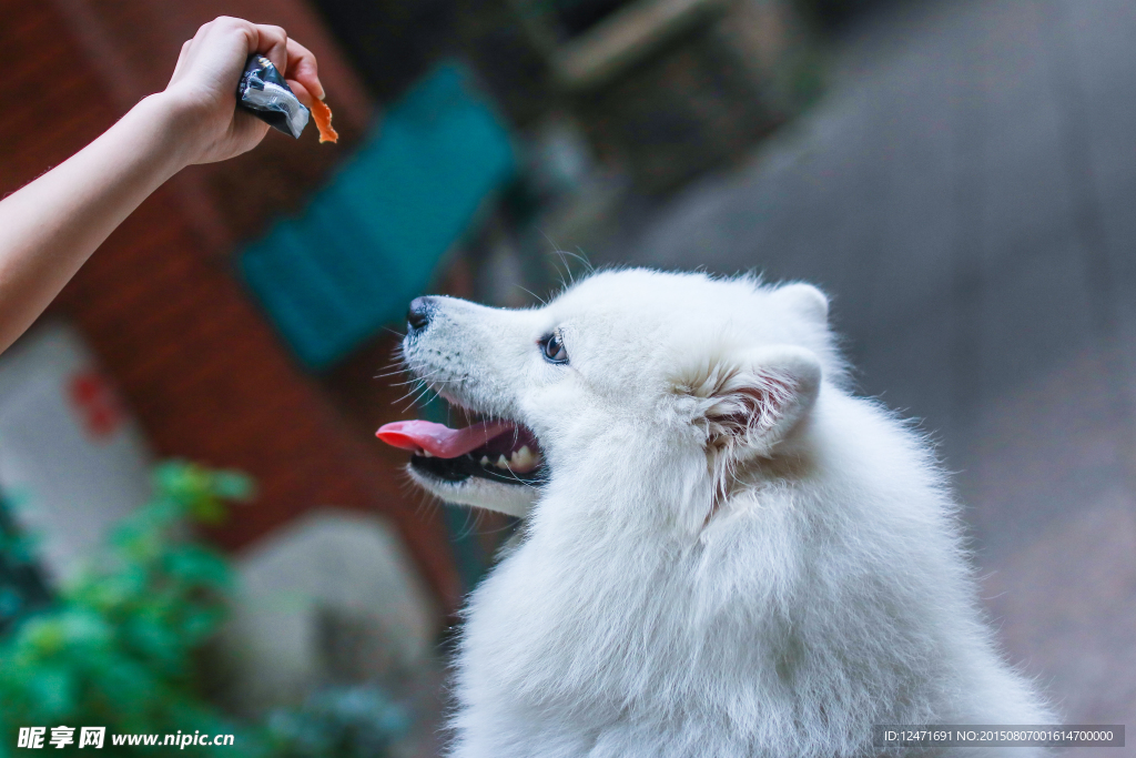 萨摩耶犬