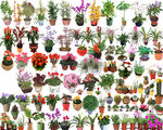 盆栽植物PSD