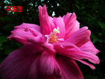 木槿花万花筒