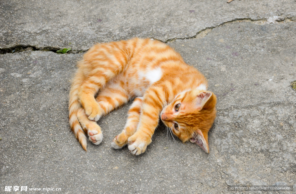 猫