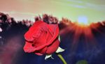 玫瑰花